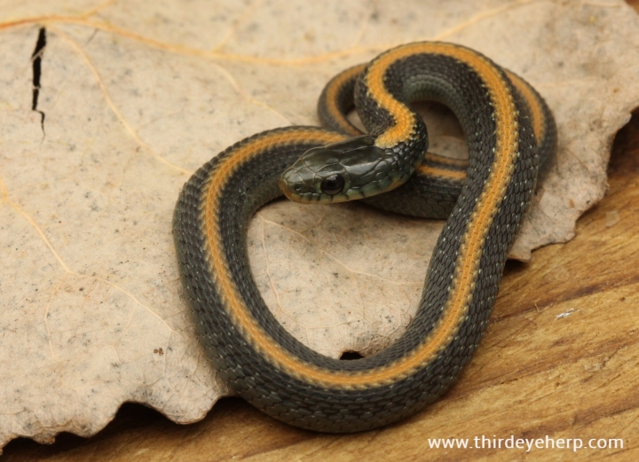 Santa Cruz Garter Snake